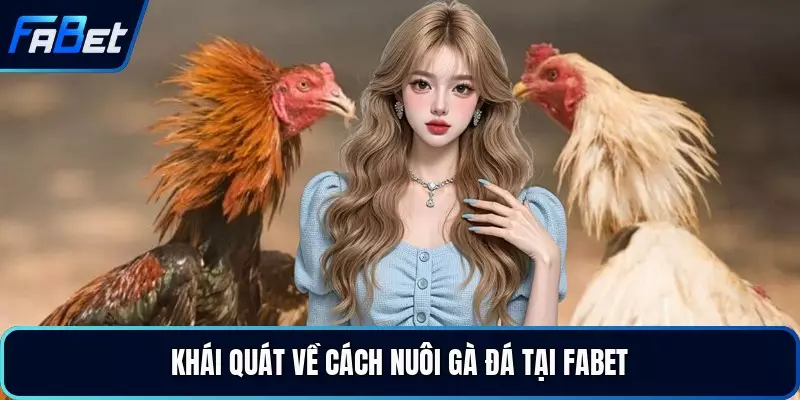 Khái quát về cách nuôi gà đá tại FABET