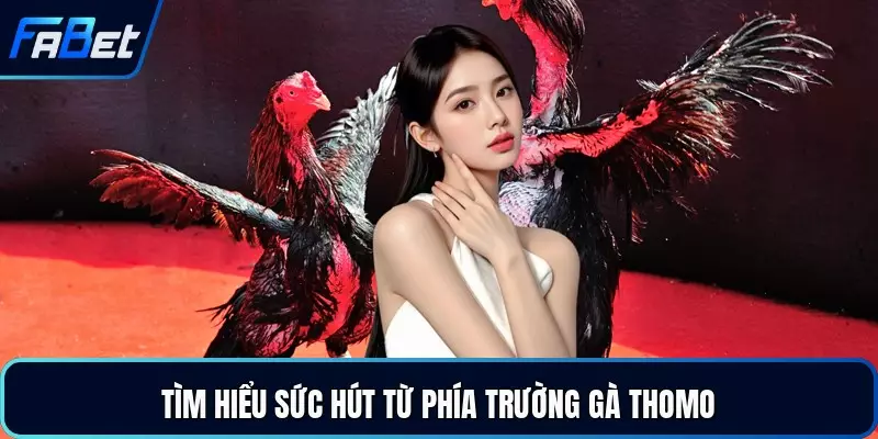 Tìm hiểu sức hút từ phía trường gà Thomo
